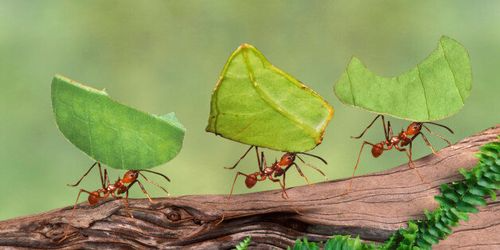 ant nest generator