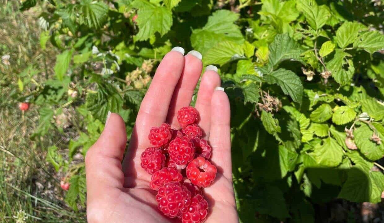 7 Secrets For Better Raspberry Yields