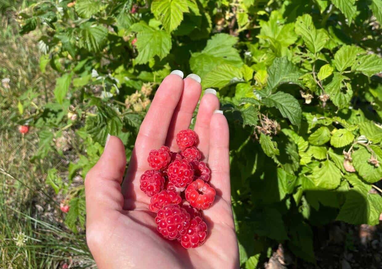 7 Secrets For Better Raspberry Yields